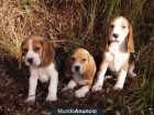 Regalo Fabulosa camada de Beagle - mejor precio | unprecio.es
