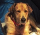 --- ADOPTA: PORQUE NUNCA TE FALTARA SU CARIÑO- - mejor precio | unprecio.es