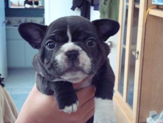 bulldog frances cachorros muy cabezones y chatos