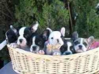 BULLDOG FRANCES EXCELENTES CACHORROS 450 - mejor precio | unprecio.es