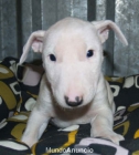 Bullterrier ¡el excelente cachorro que deseas!  Pamplona - Navarra - mejor precio | unprecio.es