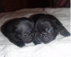 Cachorro de bulldog frances - mejor precio | unprecio.es