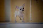 Cachorros de Chihuahuas. - mejor precio | unprecio.es