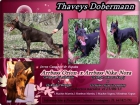 Dobermann thaveys. excelente camada - mejor precio | unprecio.es