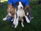 Excelente camada de bull terrier - mejor precio | unprecio.es
