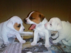 EXCELENTE CAMADA DE JACK RUSSELL - mejor precio | unprecio.es