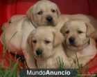 Fabulosos cachorros de labarador - mejor precio | unprecio.es