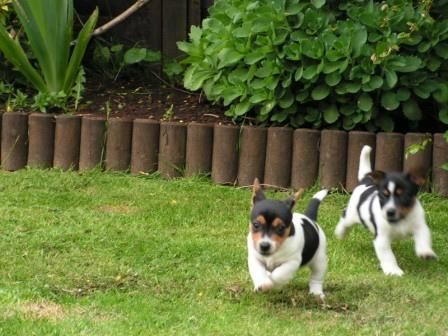 Jack Russell cachorros  para la navidad 100