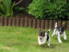 Jack Russell cachorros  para la navidad 100 - mejor precio | unprecio.es