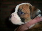 preciosos cachorros de BOXER CON PEDIGREE 350 EUROS - mejor precio | unprecio.es