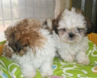 Shih-tzu, adorables y cariñosos cachorros - Tarragona - mejor precio | unprecio.es