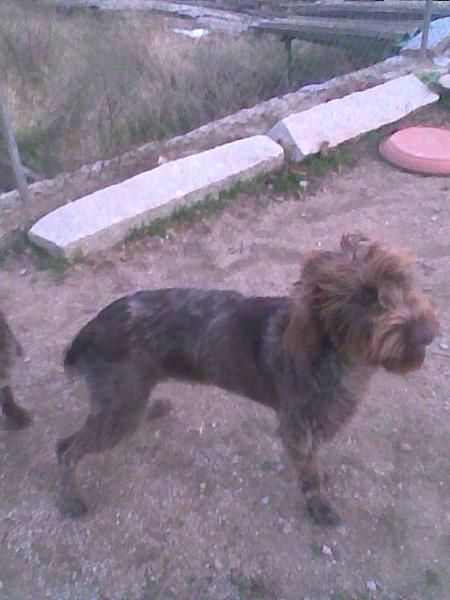 venta de cachorra de drhathaar de 8 meses