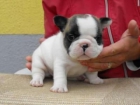 2 adorables cachorros bulldog francés - mejor precio | unprecio.es