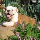 Bulldog ingles 150euros - mejor precio | unprecio.es