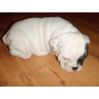 Bulldog Inglés cachorros pendientes - mejor precio | unprecio.es