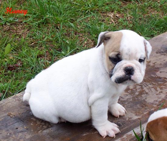 Bulldog ingles en coruña
