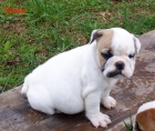 Bulldog ingles en coruña - mejor precio | unprecio.es