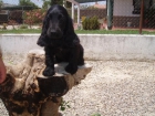 Cachorritos de Cocker  Spaniel con pedigree y garantias, solo250 euros. - mejor precio | unprecio.es