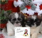 Cachorros de Shih-tzu ¡No te quedes sin el! - mejor precio | unprecio.es