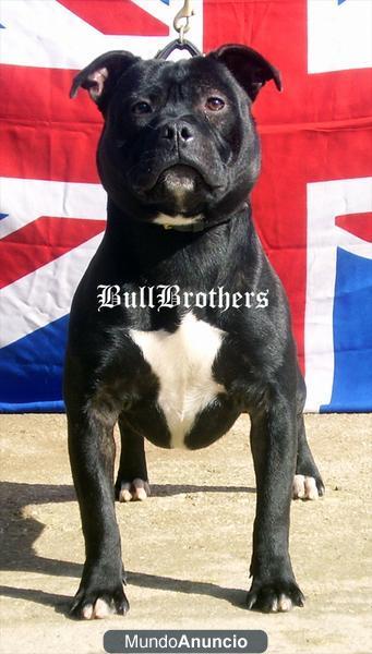 Camada de staffordshire bull terrier