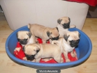 CARLINO CACHORROS DISPONIBLES - mejor precio | unprecio.es