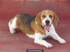 Doy en adopcion Beagle - mejor precio | unprecio.es
