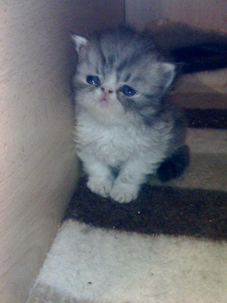 GATOS PERSAS DE EXPOSICION SILVER TABBY