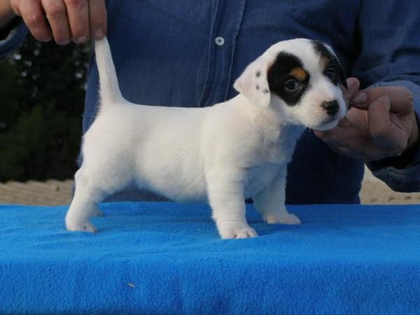 jack russell - parson russell