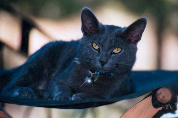 Se busca novia AZUL RUSO
