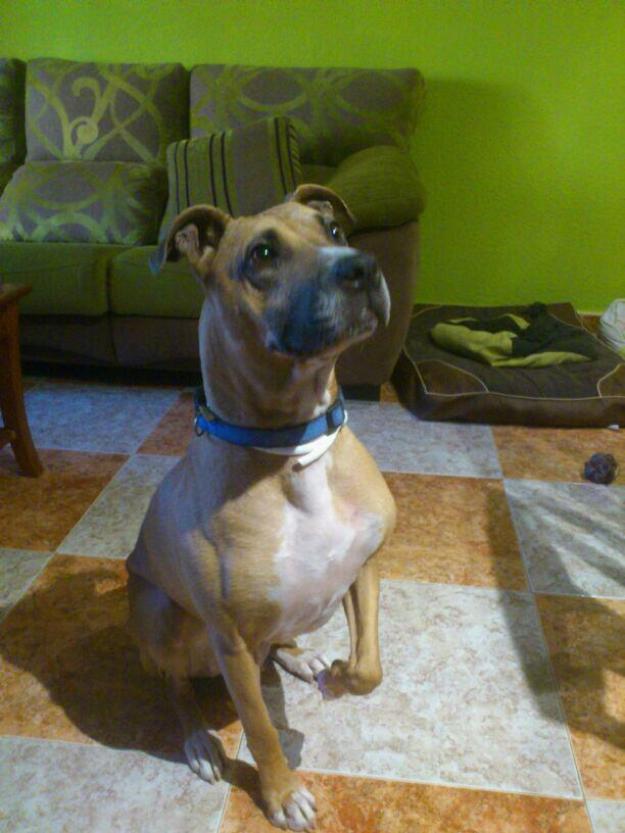 Kira, perra en adopción