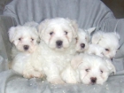 BICHON MALTES EN BARCELONA CENTRO 199 - mejor precio | unprecio.es