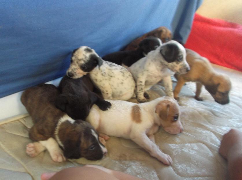 cachorros en adopcion