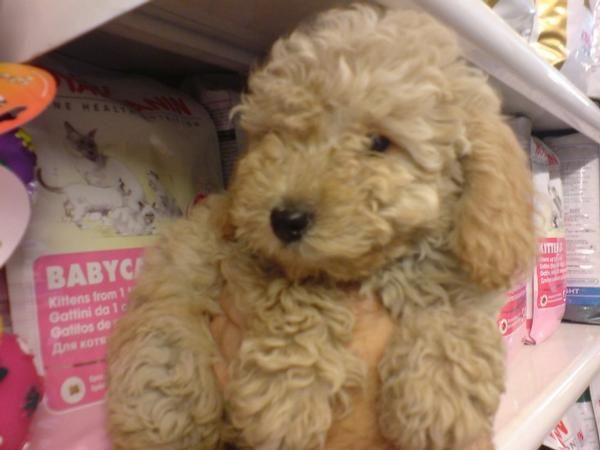 CANICHE TOY MINIATURA Y MEDIANO, perros, cachorros, criadero, venta.   Activo, deportista y alegre, este perro es un ext