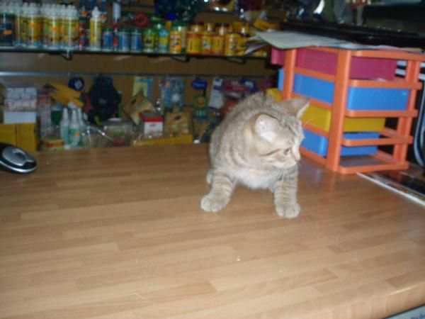 Gata British 320 euros