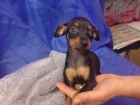 Pinscher Miniatura. doberman en miniatura, perros, cachorros, criadero, venta. - mejor precio | unprecio.es