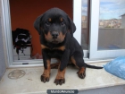 PRECIOSA CAMADA DE ROTTWEILER - mejor precio | unprecio.es