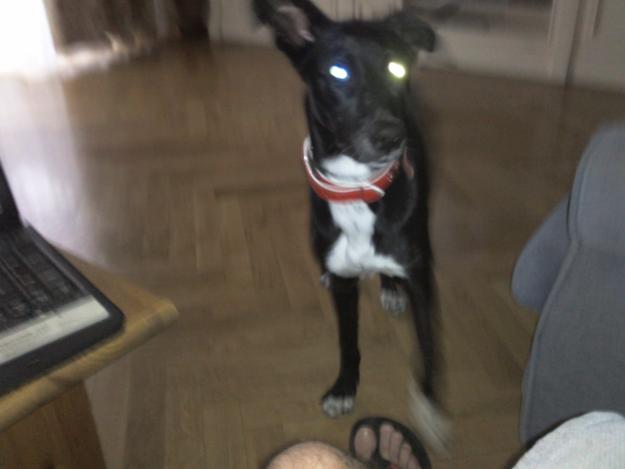 Regalo perrita