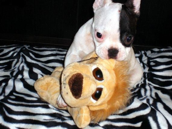 se venden preciosos bulldones