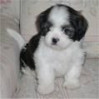 Shih-Tzu preciosa gratis - mejor precio | unprecio.es