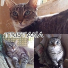 Tristana - cuatro largos años en el refugio - mejor precio | unprecio.es