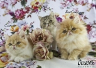 vendo estos gatos persa exotico en pais vasco san sebastian - mejor precio | unprecio.es