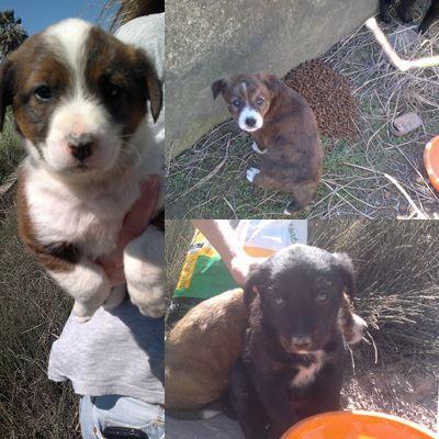Cachorritas en adopción.