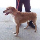 Joe, perro en adopción - mejor precio | unprecio.es