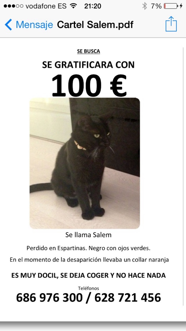 Gato perdido. Gratificación 100€