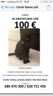 Gato perdido. Gratificación 100€ - mejor precio | unprecio.es