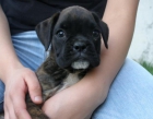 Cachorrito boxer - economico - - mejor precio | unprecio.es
