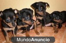 Cachorros pinscher miniatura