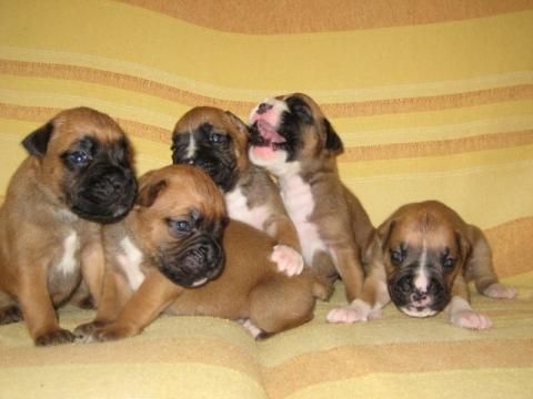 camada de boxer