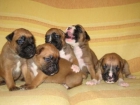 camada de boxer - mejor precio | unprecio.es