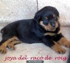 CAMADA DE ROTTWEILERS - mejor precio | unprecio.es